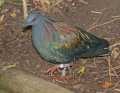 _MG_1239 Nicobar Pigeon (Caloenas nicobarica).jpg