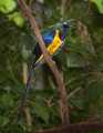 _MG_1246 golden-breasted starling.jpg
