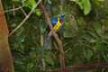 _MG_1248 golden-breasted starling.jpg