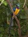 _MG_1249 golden-breasted starling.jpg