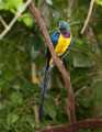 _MG_1251 golden-breasted starling.jpg