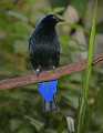 _MG_1252 male fairy bluebird.jpg