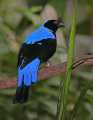 _MG_1253 male fairy bluebird.jpg