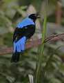 _MG_1254 male fairy bluebird.jpg