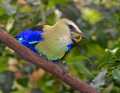 _MG_1263 blue-bellied roller eating a worm.jpg