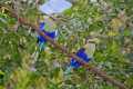 _MG_1265 blue-bellied rollers.jpg