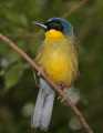 _MG_1275 yellow-bellied laughing thrush.jpg