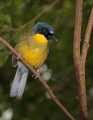 _MG_1279 yellow-bellied laughing thrush.jpg