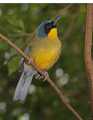 _MG_1281 yellow-bellied laughing thrush.jpg