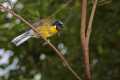 _MG_1286 yellow-bellied laughing thrush.jpg