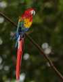 _MG_1290 scarlet macaw cutout.jpg
