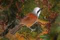 _MG_1292 white-crested laughing thrush.jpg