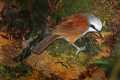 _MG_1293 white-crested laughing thrush.jpg