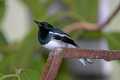 _MG_1314 dhyal thrush or oriental magpie robin.jpg