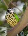 _MG_1318 white-eared catbird.jpg