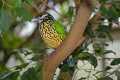 _MG_1322 white-eared catbird.jpg