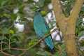 _MG_1344 female fairy bluebird.jpg