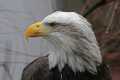 _MG_1372 bald eagle portrait.jpg