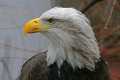 _MG_1374 bald eagle portrait.jpg