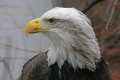 _MG_1376 bald eagle portrait.jpg