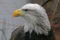 _MG_1377 bald eagle portrait.jpg
