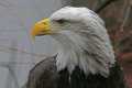 _MG_1380 bald eagle portrait.jpg