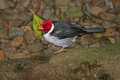 _MG_1400 yellow-billed cardinal.jpg