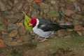 _MG_1401 yellow-billed cardinal.jpg