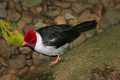 _MG_1404 yellow-billed cardinal.jpg