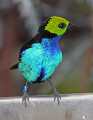 _MG_1414 male paradise tanager.jpg