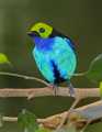 _MG_1417 male paradise tanager.jpg