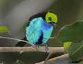 _MG_1419 male paradise tanager.jpg