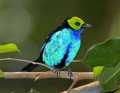 _MG_1420 male paradise tanager.jpg