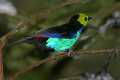 _MG_1423  male paradise tanager.jpg