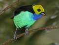 _MG_1428 male paradise tanager.jpg