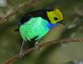 _MG_1430 male paradise tanager.jpg