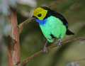 _MG_1434 male paradise tanager.jpg