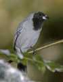 _MG_1435 black-faced tanager.jpg