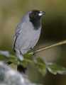 _MG_1436 black-faced tanager.jpg