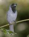 _MG_1444 black-faced tanager.jpg