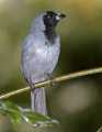 _MG_1445 black-faced tanager.jpg