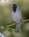 _MG_1447 black-faced tanager 1.jpg