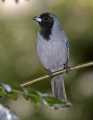 _MG_1447 black-faced tanager.jpg
