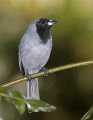 _MG_1451 black-faced tanager.jpg