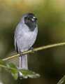 _MG_1452 black-faced tanager.jpg