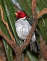 _MG_1461 yellow-billed cardinal.jpg