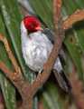 _MG_1462 yellow-billed cardinal.jpg