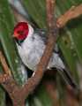 _MG_1468 yellow-billed cardinal.jpg