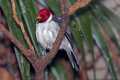 _MG_1476 yellow-billed cardinal.jpg
