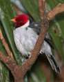 _MG_1477 yellow-billed cardinal.jpg